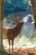 FEATURE - 'dampfender' Hirsch