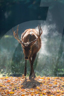 FEATURE - 'dampfender' Hirsch