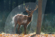 FEATURE - 'dampfender' Hirsch