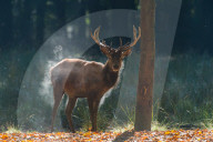 FEATURE - 'dampfender' Hirsch