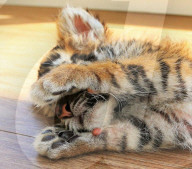 FEATURE - Haben sich lieb: Das Tiger- und das Löwenbaby