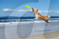 FEATURE - Der Hund liebt Frisbee
