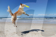 FEATURE - Der Hund liebt Frisbee