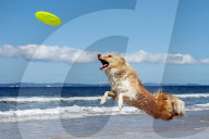 FEATURE - Der Hund liebt Frisbee