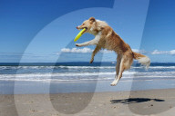 FEATURE - Der Hund liebt Frisbee