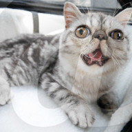 FEATURE - Die Katze mit dem irren Blick