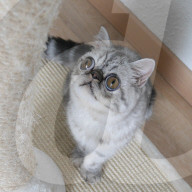 FEATURE - Die Katze mit dem irren Blick
