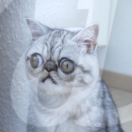 FEATURE - Die Katze mit dem irren Blick