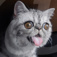 FEATURE - Die Katze mit dem irren Blick
