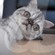 FEATURE - Die Katze mit dem irren Blick