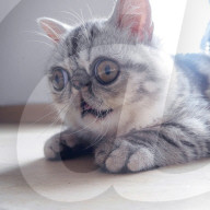 FEATURE - Die Katze mit dem irren Blick