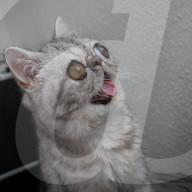 FEATURE - Die Katze mit dem irren Blick