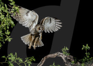 FEATURE - Fantastische Aufnahmen: Vögel im Anflug