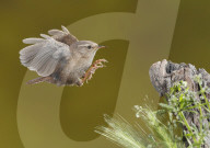 FEATURE - Fantastische Aufnahmen: Vögel im Anflug