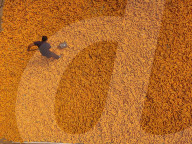 FEATURE - Ein Meer von Maiskolben