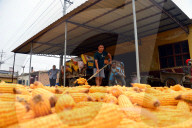 FEATURE - Ein Meer von Maiskolben