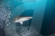 FEATURE - Fischschwarm tummelt sich um Sandhai