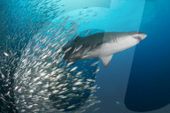 FEATURE - Fischschwarm tummelt sich um Sandhai