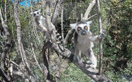 REPORTAGE - Madagascar 