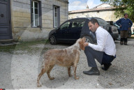 NEWS - Frankreich: Kandidat Benoit Hamon hilft bei der Weinlese in Medoc