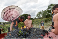 NEWS - Frankreich: Kandidat Benoit Hamon hilft bei der Weinlese in Medoc