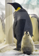 FEATURE - Pinguinbaby im Chimelong Ocean Kingdom in Zhuhai