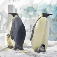 FEATURE - Pinguinbaby im Chimelong Ocean Kingdom in Zhuhai