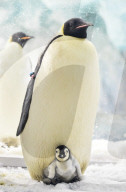 FEATURE - Pinguinbaby im Chimelong Ocean Kingdom in Zhuhai