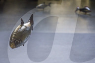 FEATURE - Fliegende Fische in der Tate Modern: Philippe Parreno stellt aus