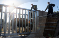 FEATURE - Ein Nashorn geht auf Reisen