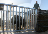FEATURE - Ein Nashorn geht auf Reisen