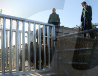 FEATURE - Ein Nashorn geht auf Reisen