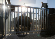 FEATURE - Ein Nashorn geht auf Reisen