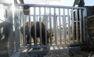 FEATURE - Ein Nashorn geht auf Reisen