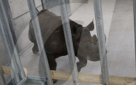 FEATURE - Ein Nashorn geht auf Reisen
