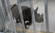 FEATURE - Ein Nashorn geht auf Reisen