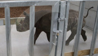 FEATURE - Ein Nashorn geht auf Reisen