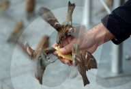 FEATURE - Hungrige Spatzen