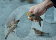 FEATURE - Hungrige Spatzen