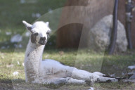 EXKLUSIV - Adele besucht in Toronto den High Park Zoo