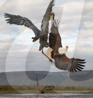FEATURE - Ein wütender Reiher attackiert einen Adler