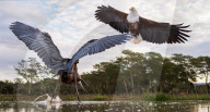FEATURE - Ein wütender Reiher attackiert einen Adler