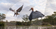 FEATURE - Ein wütender Reiher attackiert einen Adler