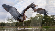 FEATURE - Ein wütender Reiher attackiert einen Adler