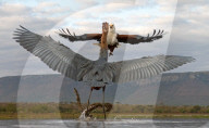 FEATURE - Ein wütender Reiher attackiert einen Adler