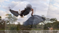 FEATURE - Ein wütender Reiher attackiert einen Adler