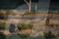 FEATURE - Brunftzeit der Hirsche in Richmond Park