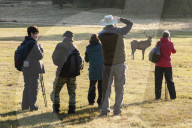 FEATURE - Brunftzeit der Hirsche in Richmond Park