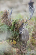 FEATURE - Brunftzeit der Hirsche in Richmond Park