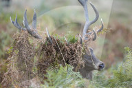 FEATURE - Brunftzeit der Hirsche in Richmond Park